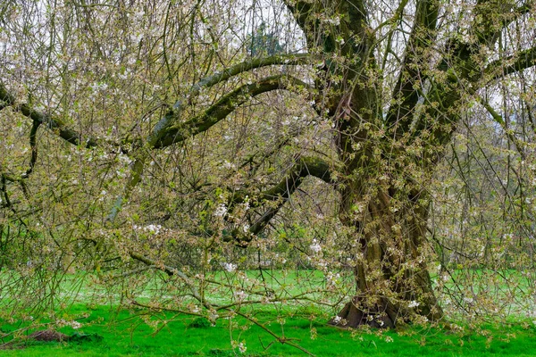 Blühender Baum Frühling Frühling Der Natur Mit Blühendem Baum — Stockfoto
