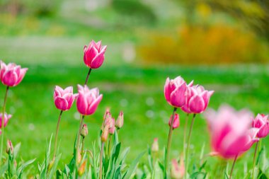 Bahar mevsiminin başlarında renkli laleler açar.