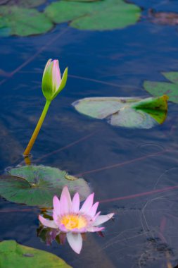 Güzel çiçek açan pembe nilüferler ya da göletteki nilüfer çiçekleri. su çiçekleri