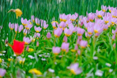 closeup of wild crocus flowers blooming on green grass under sunlight day