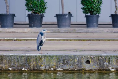 Doğu Akbalıkçıl, Ardea cinsinde beyaz balıkçıl, gölde balık tutuyor.