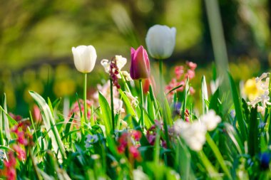 Bahar mevsiminin başlarında renkli laleler açar.