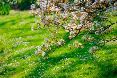 Blossoming Tree in Spring. Spring time in nature with blooming tree