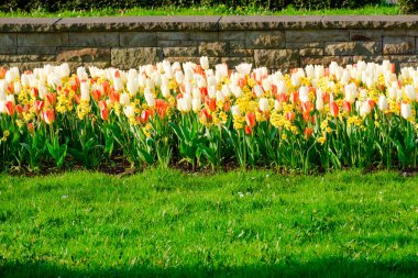 Bahar mevsiminin başlarında renkli laleler açar.