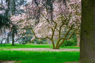 Blossoming Tree in Spring. Spring time in nature with blooming tree