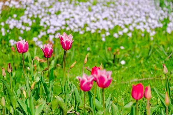 Fiori Tulipani Fioriti Colorati All Inizio Del Campo Primaverile — Foto Stock