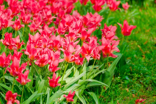 Färgglada Blommande Tulpaner Blommor Början Våren Fält — Stockfoto