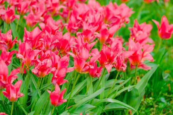 Fiori Tulipani Fioriti Colorati All Inizio Del Campo Primaverile — Foto Stock