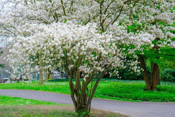 Blossoming Tree Spring Spring Time Nature Blooming Tree — Stock Photo, Image