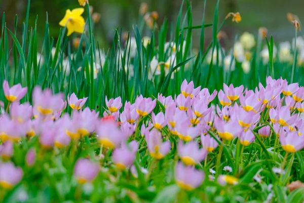 Closeup Wild Crocus Flowers Blooming Green Grass Sunlight Day — Stock Fotó