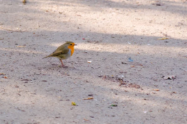Κοντινό Πλάνο Του Robin Πουλί Σκαρφαλώνει Στο Έδαφος Στο Πάρκο — Φωτογραφία Αρχείου