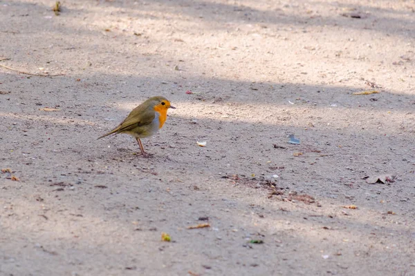 Close Robin Pássaro Pousando Chão Parque — Fotografia de Stock