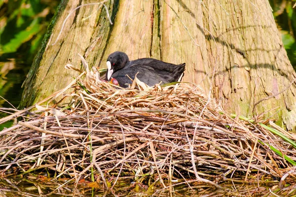 Вид Гніздо Чорними Птахами Природному Ставку — стокове фото