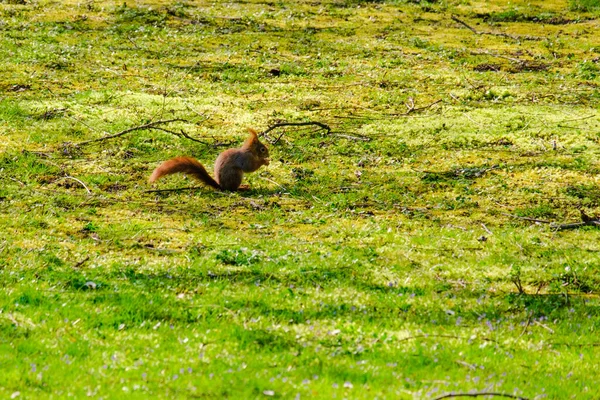 귀여운 다람쥐가 공원의 초원에서 동물들 — 스톡 사진