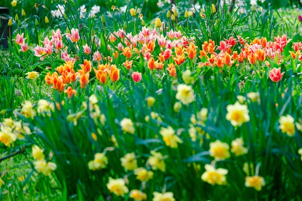 Цветущие Цветы Тюльпанов Раннем Весеннем Поле — стоковое фото