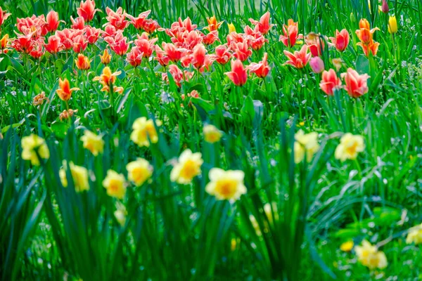 Flores Tulipas Coloridas Início Primavera Campo — Fotografia de Stock