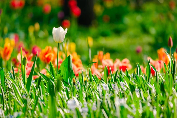 Цветущие Цветы Тюльпанов Раннем Весеннем Поле — стоковое фото