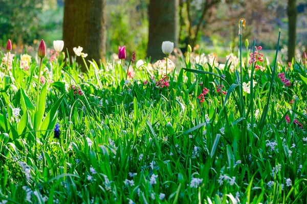 Барвисті Квітучі Тюльпани Ранньому Весняному Полі — стокове фото
