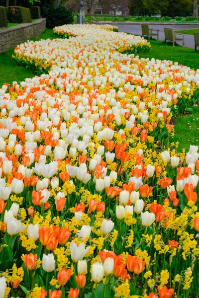Coloridos Tulipanes Florecientes Flores Campo Primavera — Foto de Stock