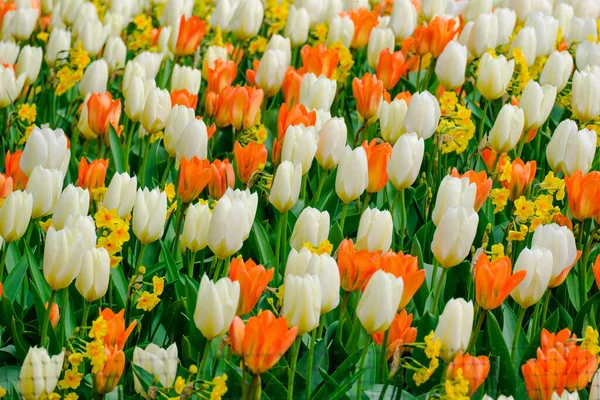 Fleurs Tulipes Fleurs Colorées Début Champ Printemps — Photo
