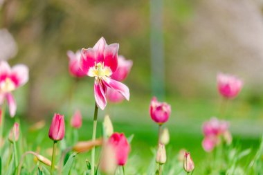 Bahar mevsiminin başlarında renkli laleler açar.