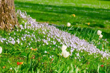 closeup of wild crocus flowers blooming on green grass under sunlight day