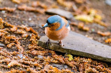 Güzel ötücü kuş vahşi doğada sık sık poz verir.