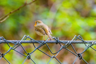 Parktaki ağa tüneyen Robin Bird 'ün yakın çekimi