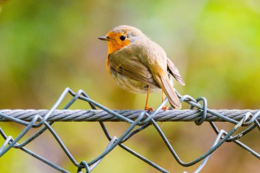 Parktaki ağa tüneyen Robin Bird 'ün yakın çekimi
