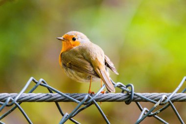 Parktaki ağa tüneyen Robin Bird 'ün yakın çekimi