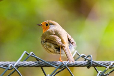 Parktaki ağa tüneyen Robin Bird 'ün yakın çekimi