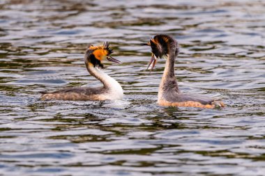 Great crested grebe in its natural habitat swimming in lake. water birds.