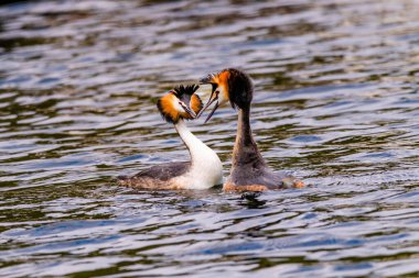 Great crested grebe in its natural habitat swimming in lake. water birds.