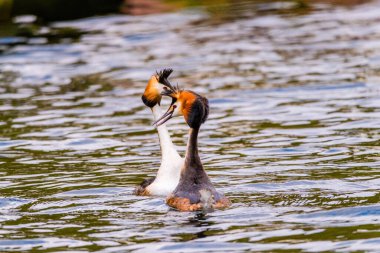 Great crested grebe in its natural habitat swimming in lake. water birds.