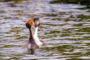 Great crested grebe in its natural habitat swimming in lake. water birds.