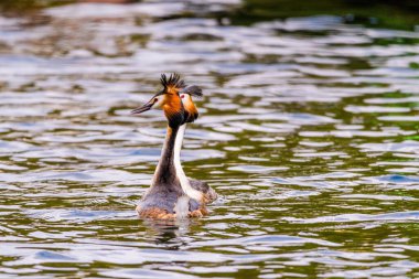 Great crested grebe in its natural habitat swimming in lake. water birds.