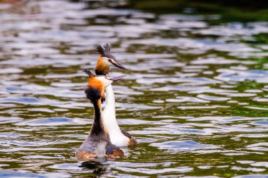 Great crested grebe in its natural habitat swimming in lake. water birds.
