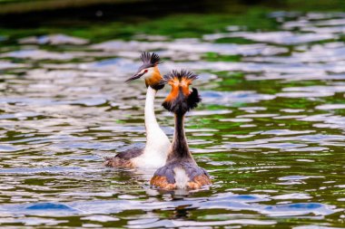 Great crested grebe in its natural habitat swimming in lake. water birds.