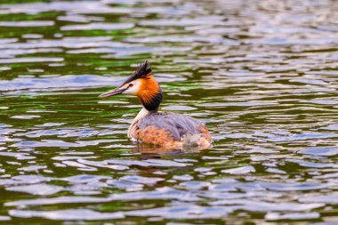 Great crested grebe in its natural habitat swimming in lake. water birds.