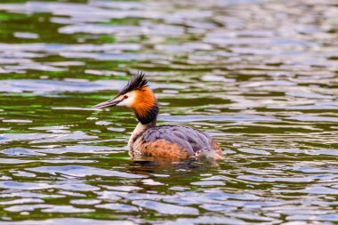 Great crested grebe in its natural habitat swimming in lake. water birds.