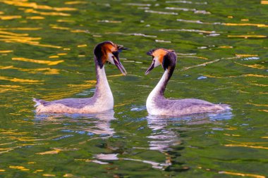 Great crested grebe in its natural habitat swimming in lake. water birds.