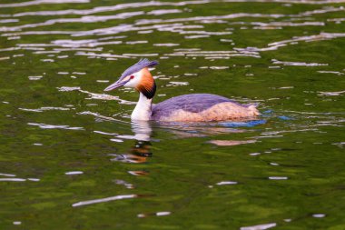 Great crested grebe in its natural habitat swimming in lake. water birds.