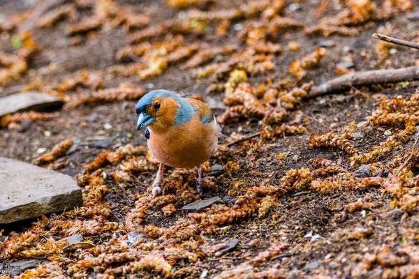 Güzel Ötücü Kuş Vahşi Doğada Sık Sık Poz Verir — Stok fotoğraf