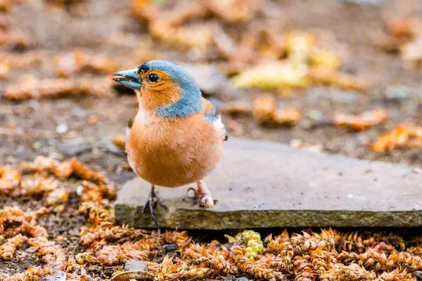 Güzel Ötücü Kuş Vahşi Doğada Sık Sık Poz Verir — Stok fotoğraf