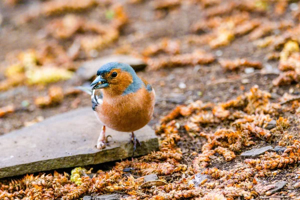 Bellissimo Uccello Canterino Fringuello Comune Nella Fauna Selvatica Posa Terra — Foto Stock