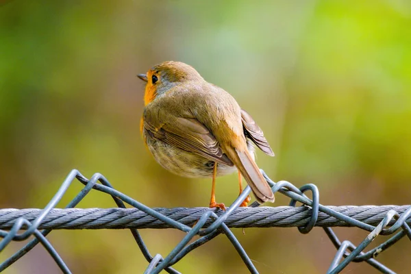 Close-up of robin bird perching on net in park