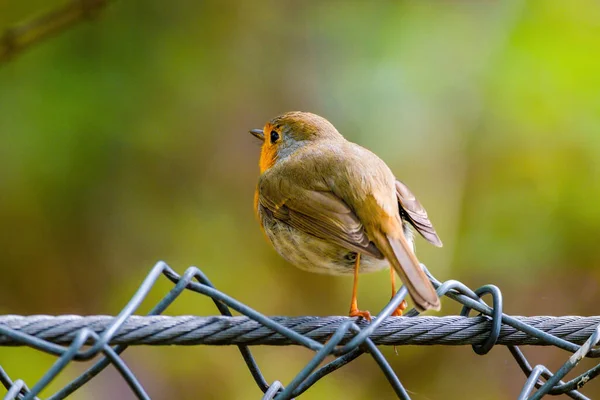 Κοντινό Πλάνο Του Robin Πουλί Σκαρφαλώνει Στο Δίχτυ Στο Πάρκο — Φωτογραφία Αρχείου