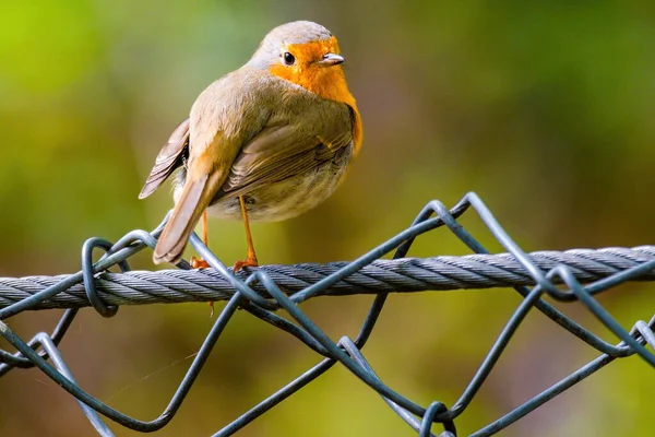 Close Robin Pássaro Empoleirado Rede Parque — Fotografia de Stock