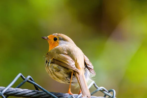 Κοντινό Πλάνο Του Robin Πουλί Σκαρφαλώνει Στο Δίχτυ Στο Πάρκο — Φωτογραφία Αρχείου