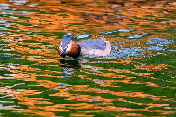 Great Crested Grebe Its Natural Habitat Swimming Lake Water Birds — Photo